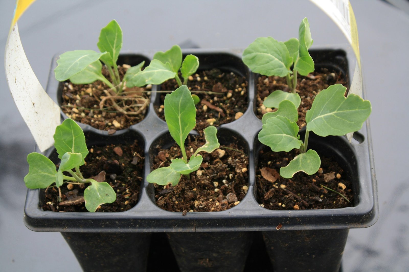 DIY Garden Projects for Beginners